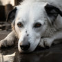 Helping Dogs in Need: Simple Ways You Can Make a Difference Today