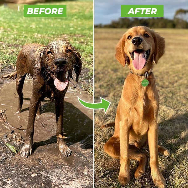 Pawsome Pup Spa-Paws Galore