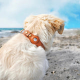 Apple AirTag Leather Dog Collar