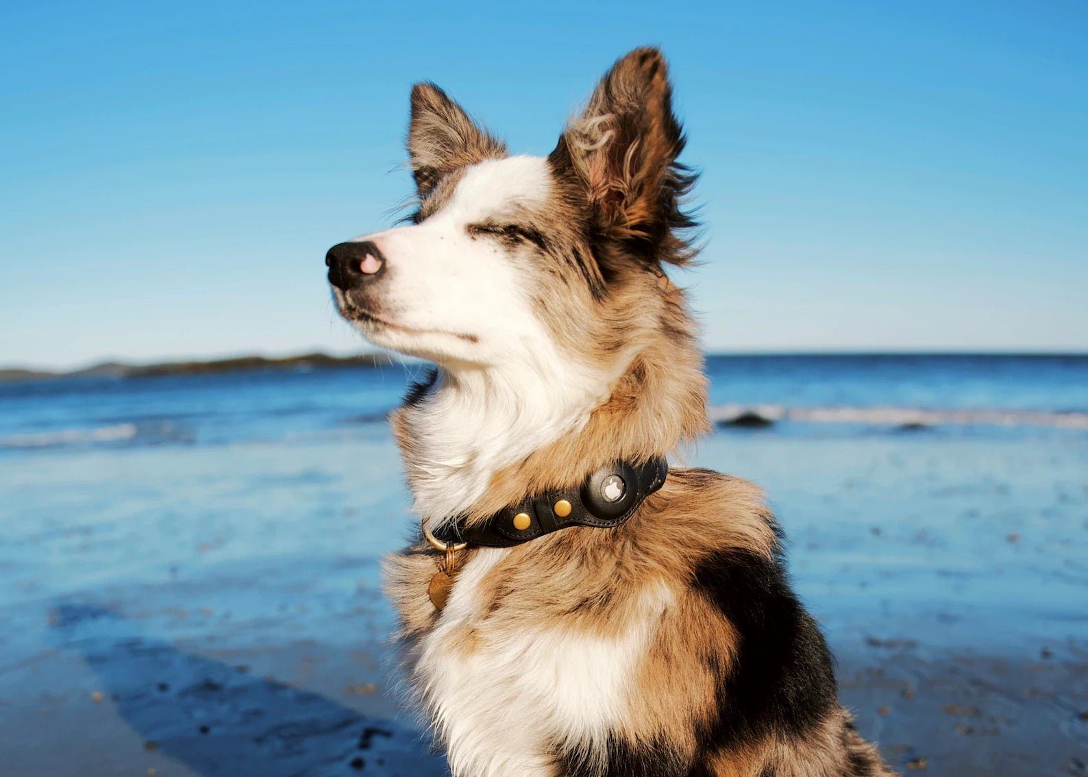 Apple AirTag Leather Dog Collar