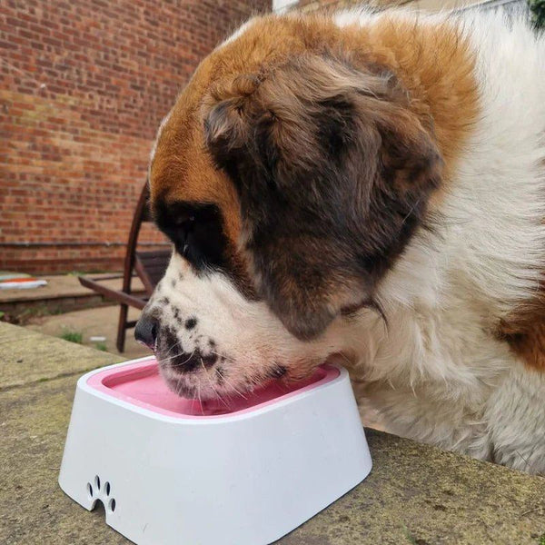 No Spill Water Bowl-Paws Galore