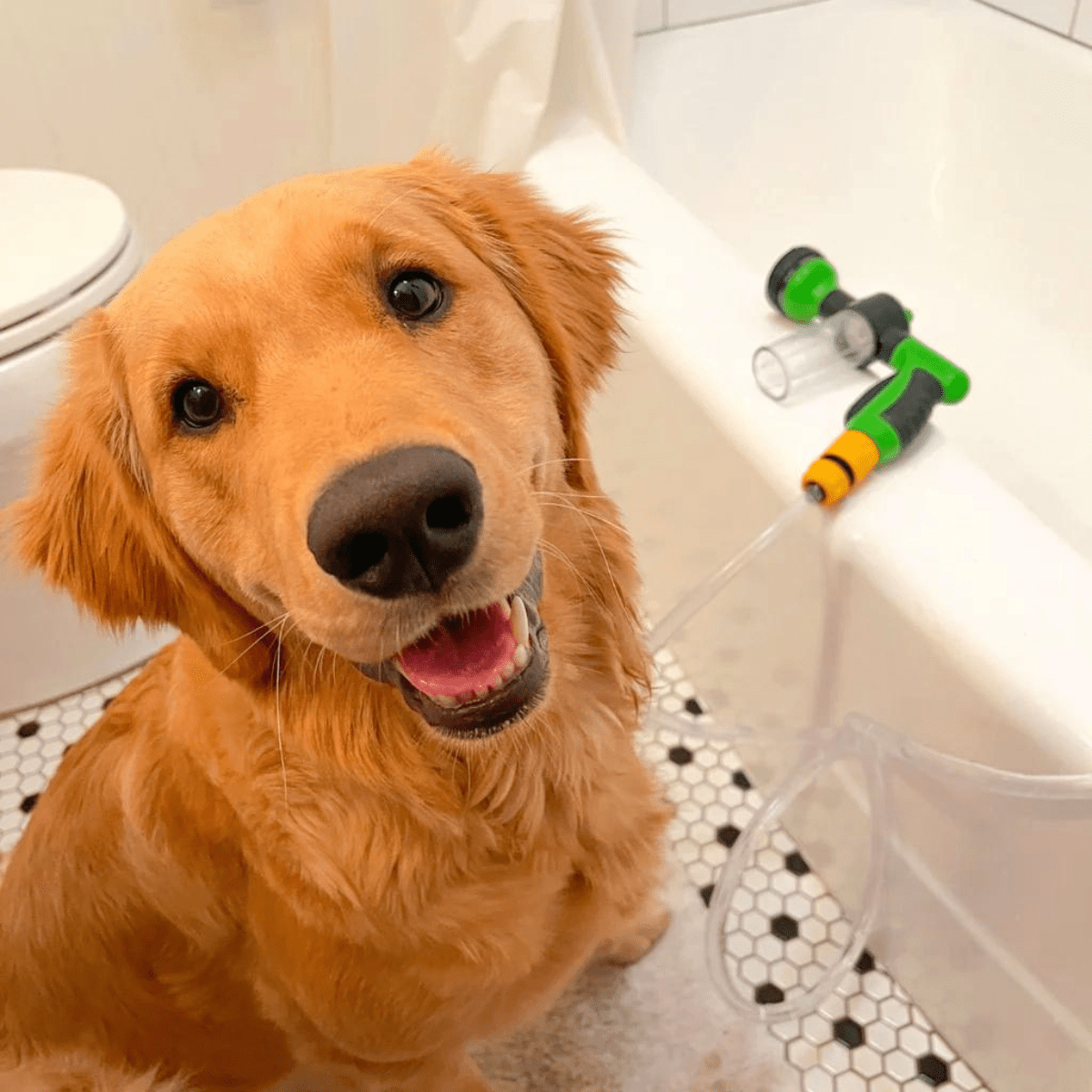 Pawsome Pup Spa-Paws Galore