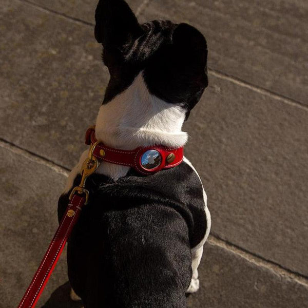 Apple AirTag Leather Dog Collar-Paws Galore