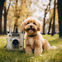 Master Dog Photography With These Tips for Instagram-Worthy Shots