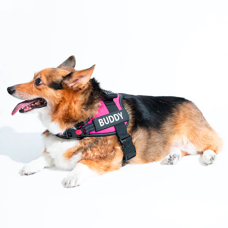 PupPerfect™ Personalised Harness-Paws Galore