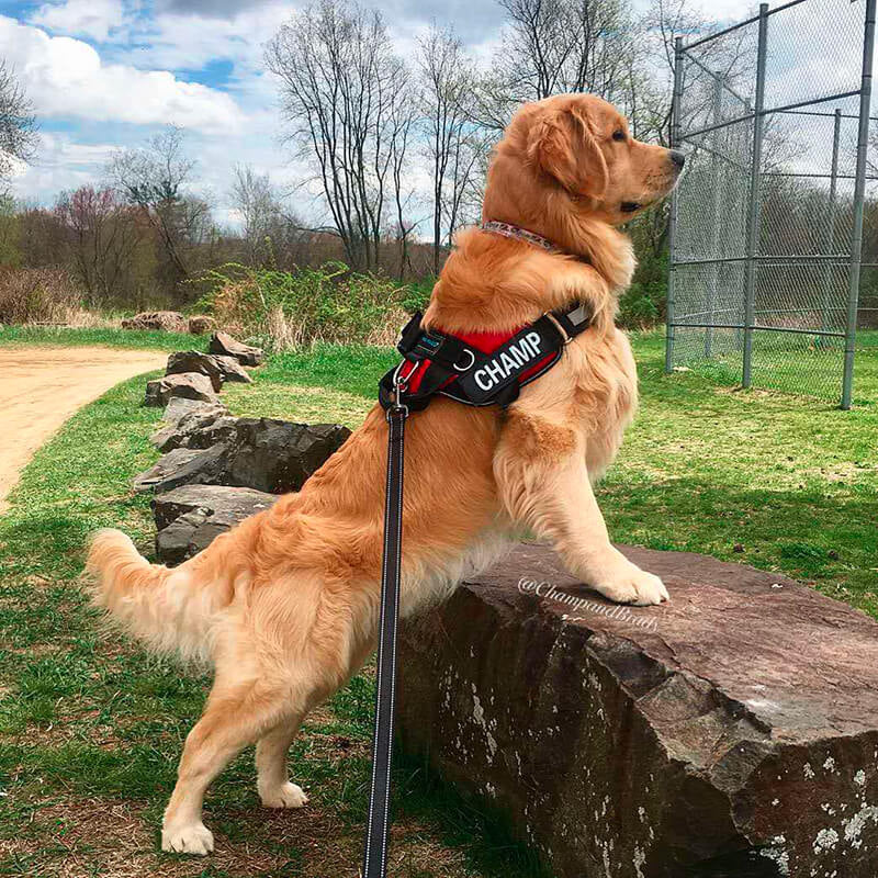 PupPerfect™ Personalised Harness-Paws Galore