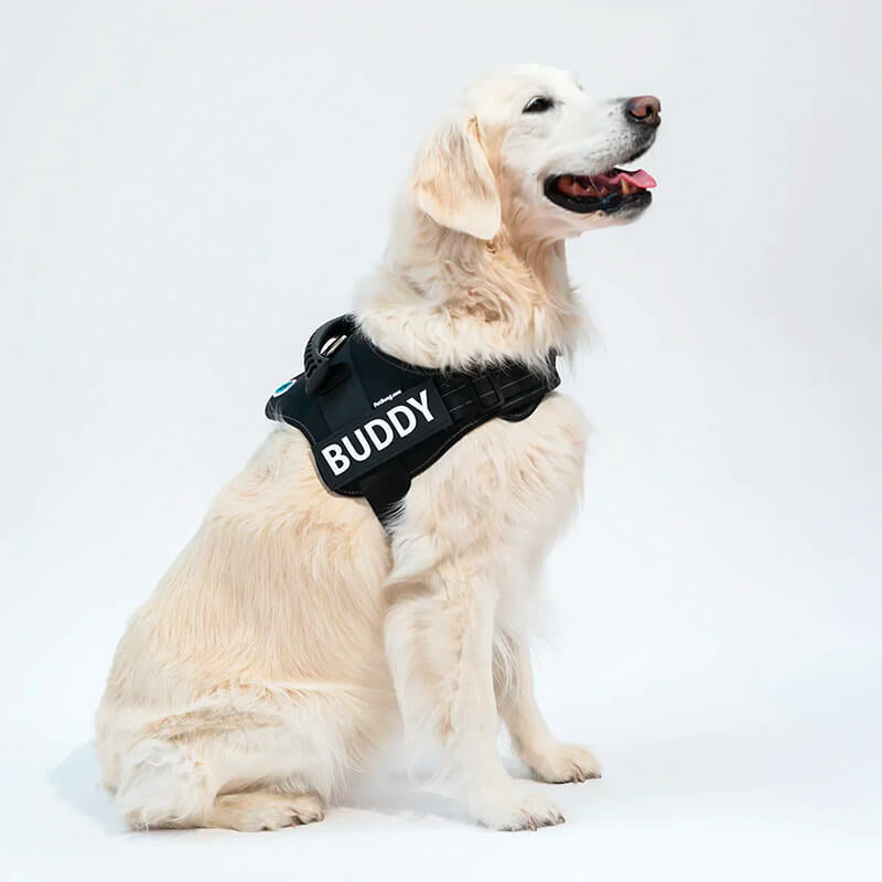 PupPerfect™ Personalised Harness-Paws Galore