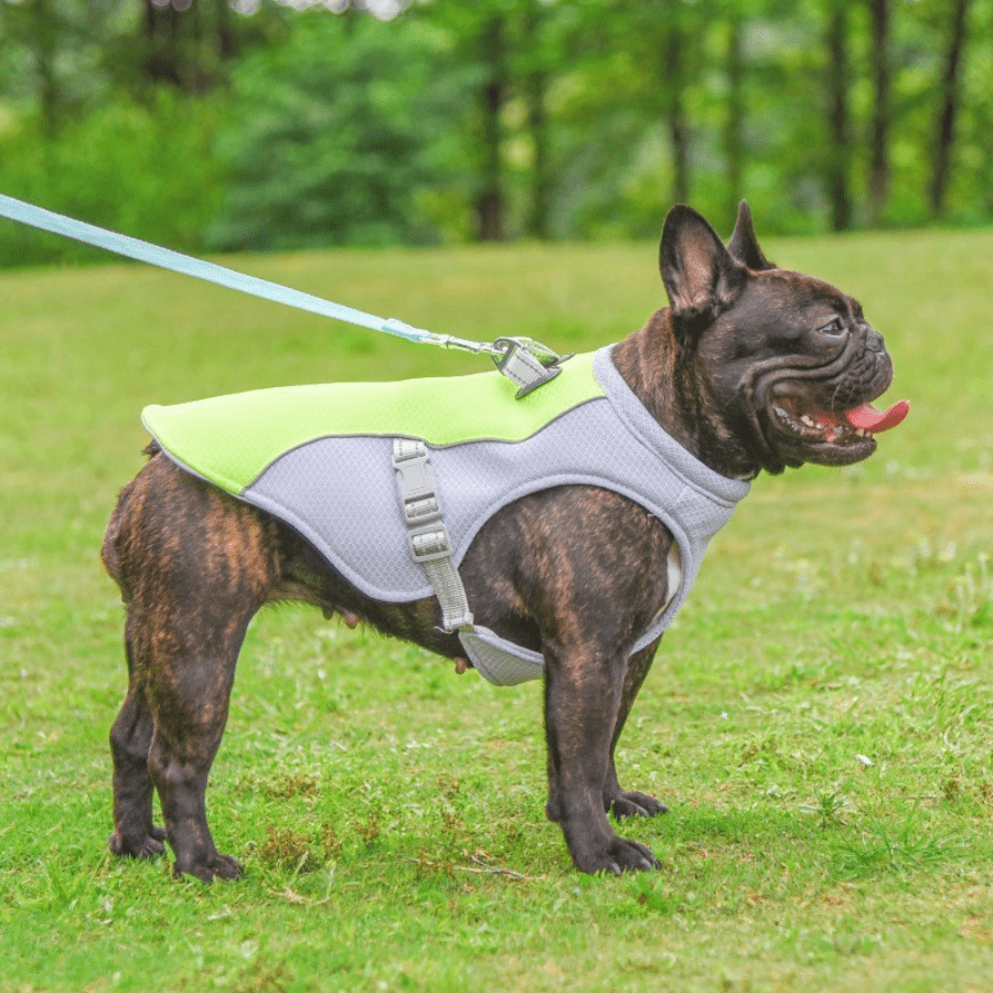 CoolCanine™ Chill Harness-Paws Galore