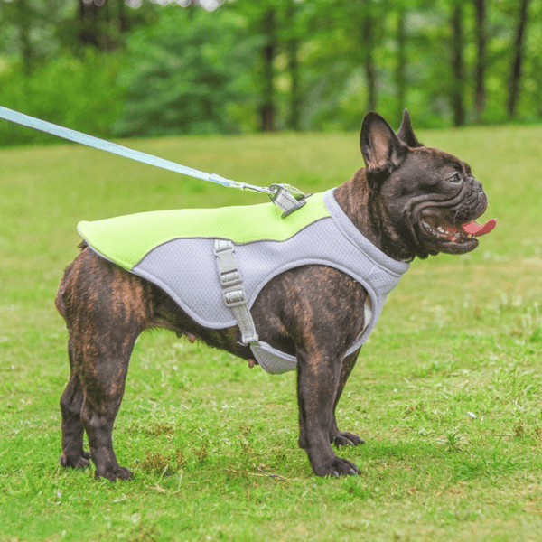 CoolCanine™ Chill Harness