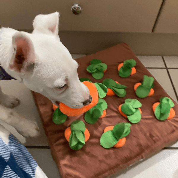 Carrot Patch Dog Toy-Paws Galore