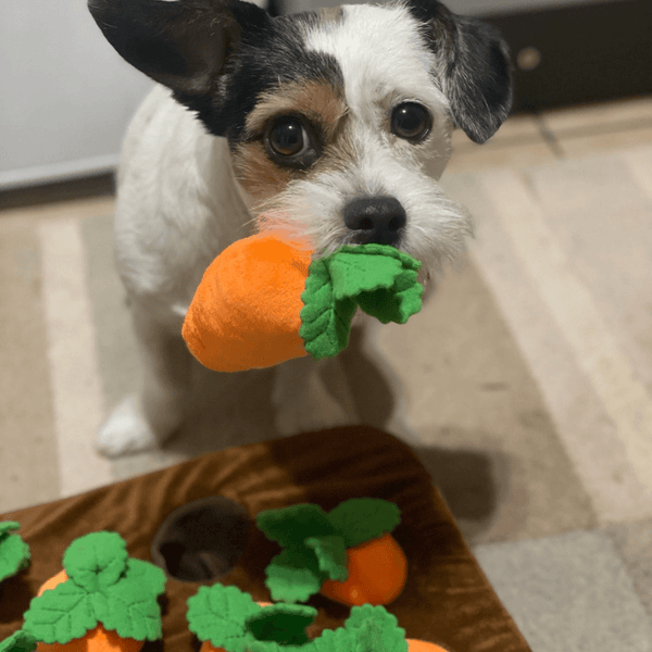 Carrot Patch Dog Toy-Paws Galore